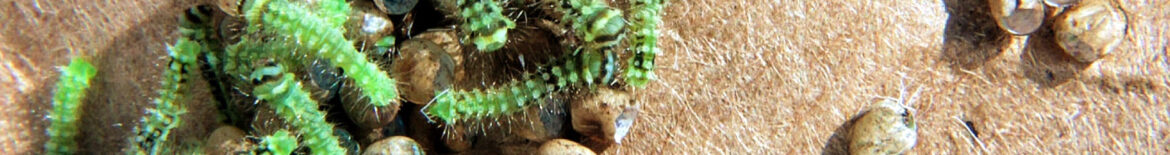 CATERPILLARS