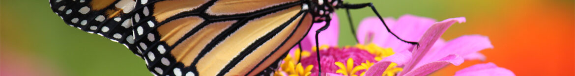 ZINNIA